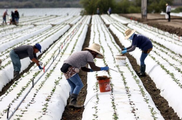 To find low-wage workers for their agricultural investments, billionaires like Bill Gates are using a visa program linked to labor abuses and human trafficking. The scam is a far cry from the program’s supposed aim: helping struggling family farmers.